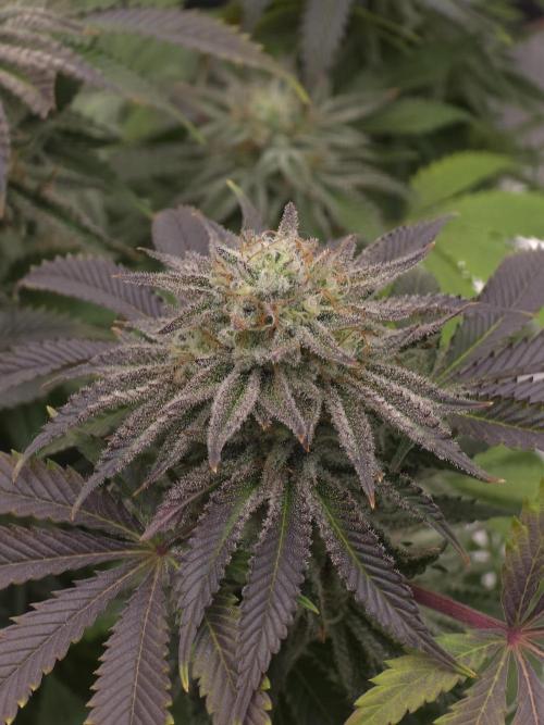 Nectar Drip Nr.2. Week 17