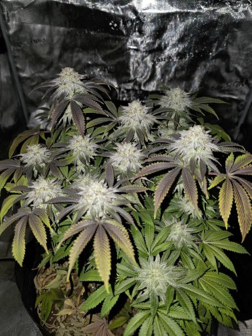 Nectar Drip Nr.2. Week 17