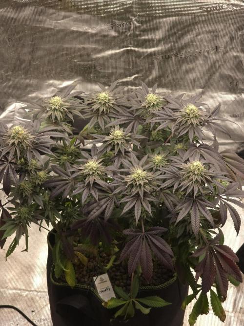 Zooapy   T.H Seeds ×Zamnesia. Week 14