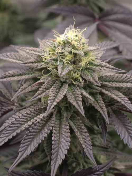 Zooapy   T.H Seeds ×Zamnesia. Week 14