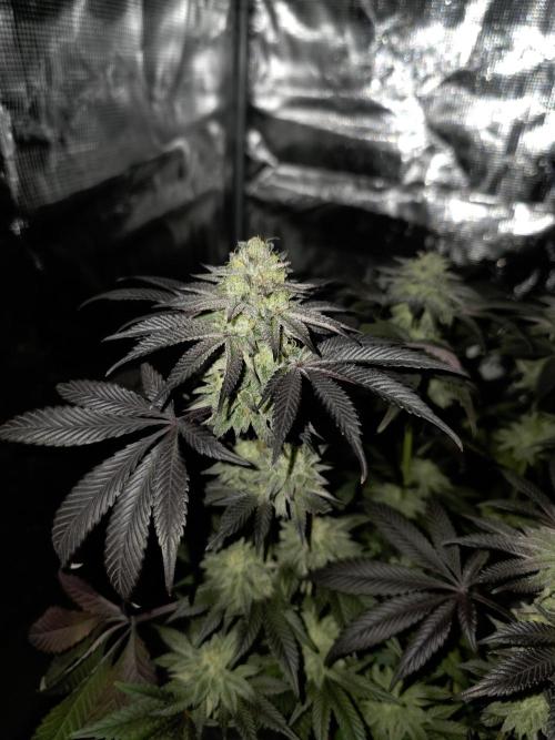 Zooapy   T.H Seeds ×Zamnesia. Week 14