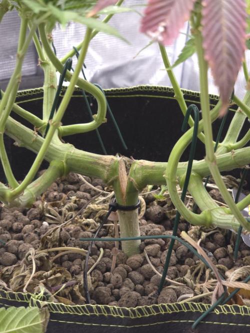 Nectar Drip. Week 14