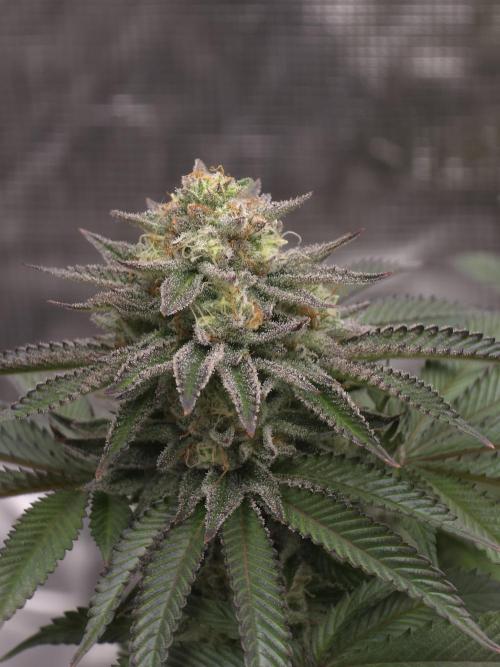 Nectar Drip. Week 14