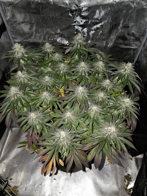 Nectar Drip. Week 14