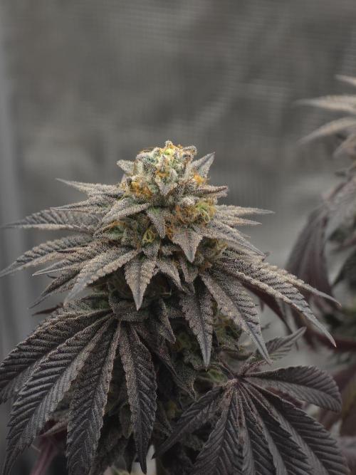 Zooapy   T.H Seeds ×Zamnesia. Week 15