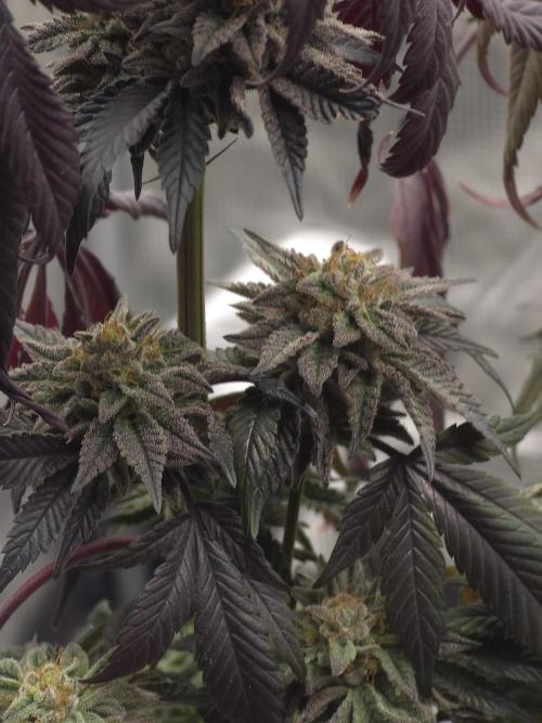 Zooapy   T.H Seeds ×Zamnesia. Week 15