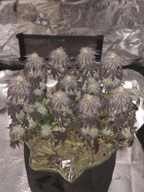 Zooapy   T.H Seeds ×Zamnesia. Week 15