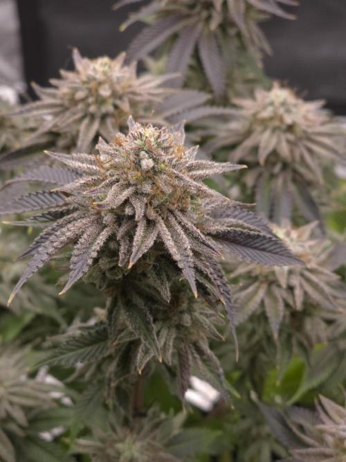 Nectar Drip Nr.2. Week 18