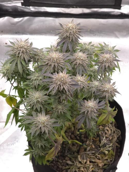 Nectar Drip Nr.2. Week 18