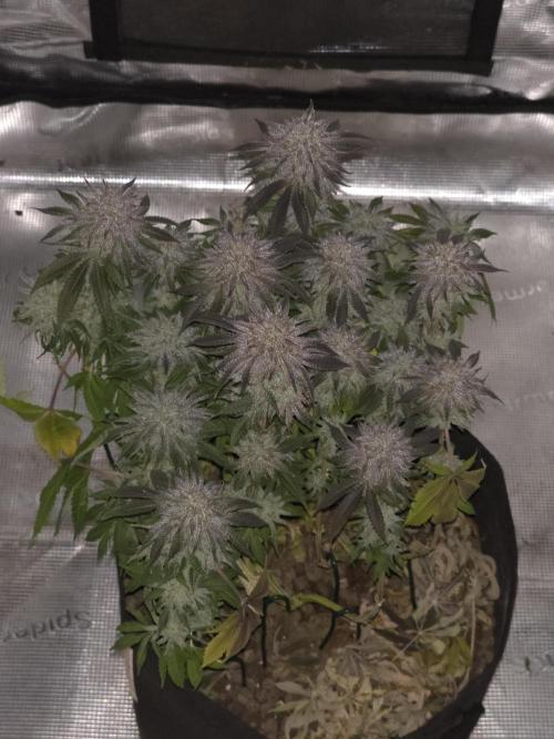 Nectar Drip Nr.2. Week 18