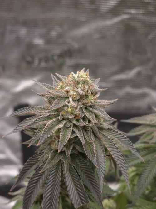 Nectar Drip. Week 15