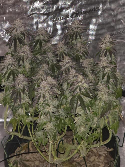 Nectar Drip. Week 15