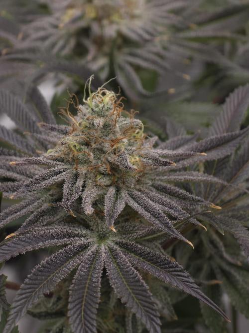 Bananakin Skywalker. Week 15