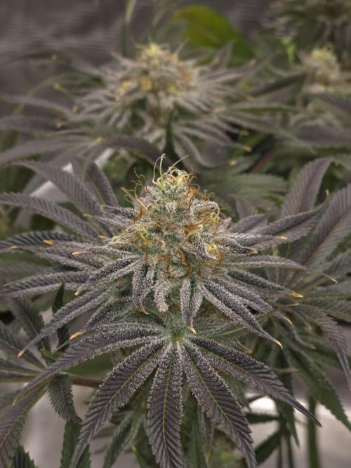 Bananakin Skywalker. Week 15