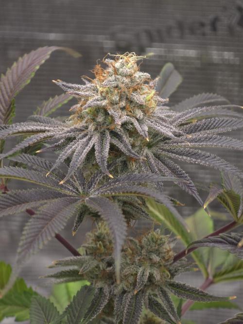 Bananakin Skywalker. Week 15