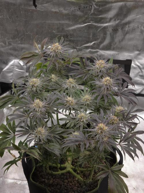 Bananakin Skywalker. Week 15