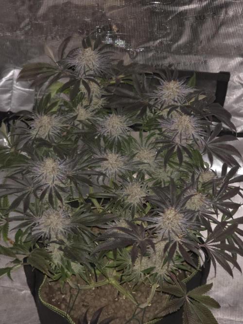 Bananakin Skywalker. Week 15