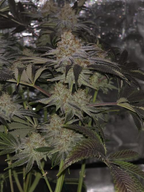 Bananakin Skywalker. Week 15