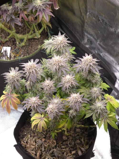 Nectar Drip Nr.2. Week 19