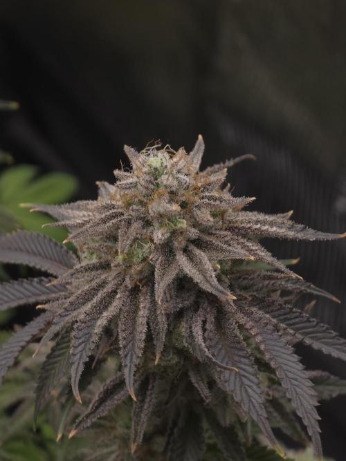 Nectar Drip Nr.2. Week 19