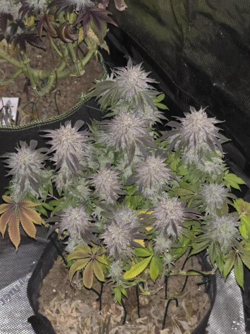 Nectar Drip Nr.2. Week 19