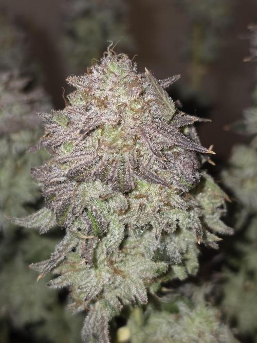 Nectar Drip Nr.2. Week 19