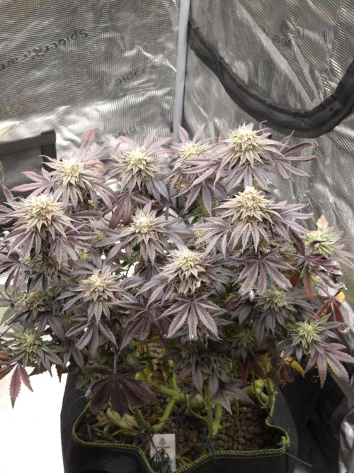 Zooapy   T.H Seeds ×Zamnesia. Week 16