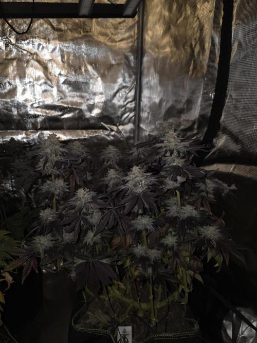 Zooapy   T.H Seeds ×Zamnesia. Week 16