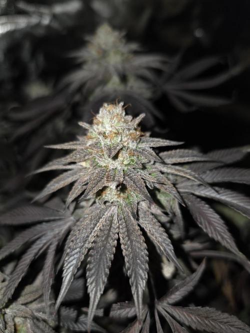 Zooapy   T.H Seeds ×Zamnesia. Week 16