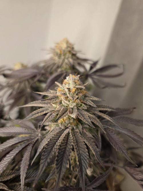 Zooapy   T.H Seeds ×Zamnesia. Week 16