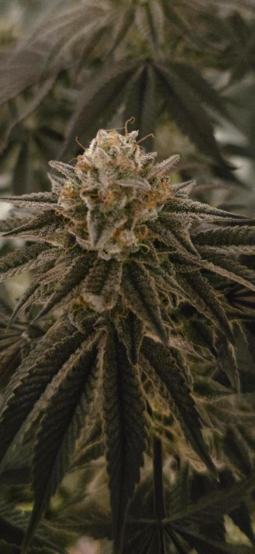 Zooapy   T.H Seeds ×Zamnesia. Week 16