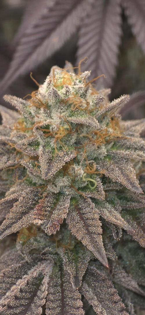 Zooapy   T.H Seeds ×Zamnesia. Week 16