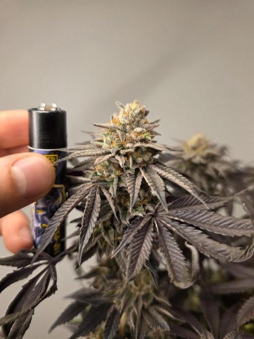 Zooapy   T.H Seeds ×Zamnesia. Week 16