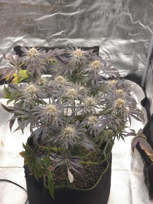 Bananakin Skywalker. Week 16