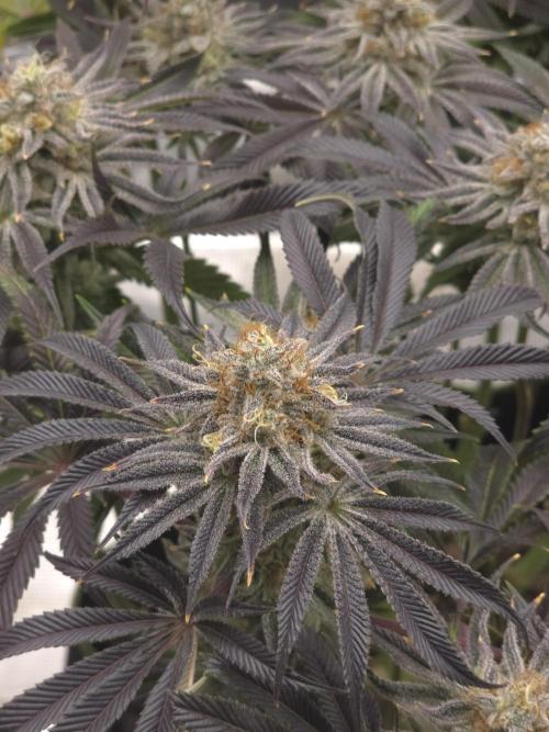 Bananakin Skywalker. Week 16