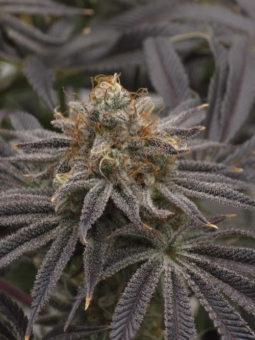 Bananakin Skywalker. Week 16