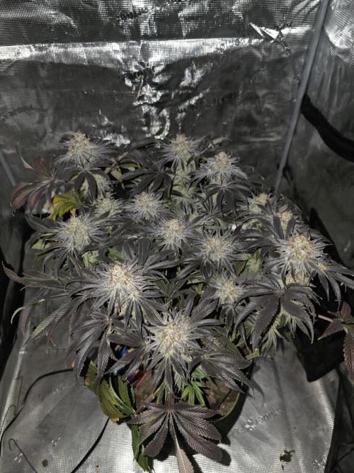 Bananakin Skywalker. Week 16