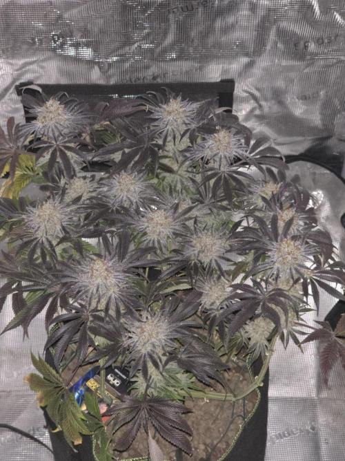 Bananakin Skywalker. Week 16