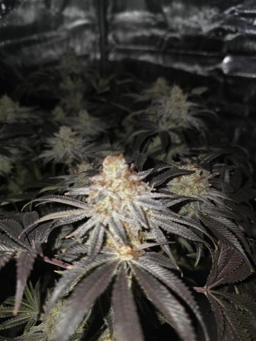 Bananakin Skywalker. Week 16