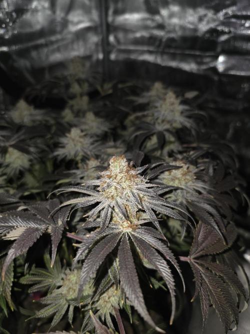 Bananakin Skywalker. Week 16