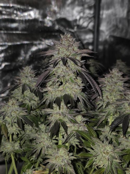 Nectar Drip. Week 16