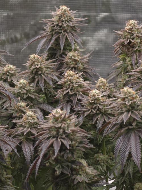 Nectar Drip. Week 16