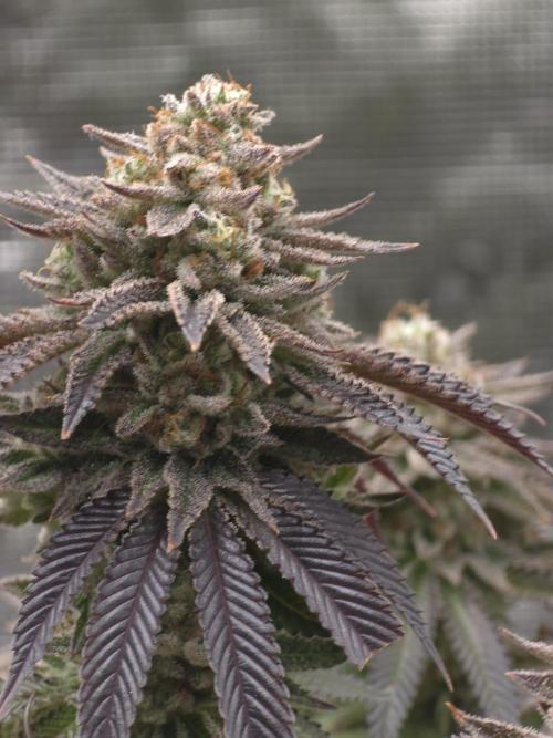 Nectar Drip. Week 16