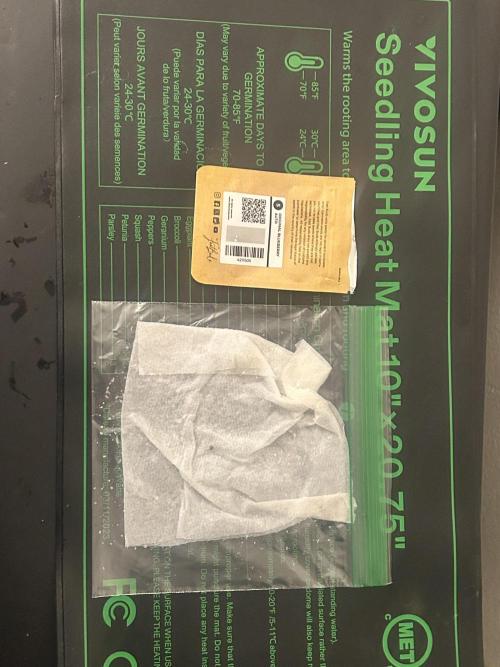 Blueberry auto Fast Buds. Week 0