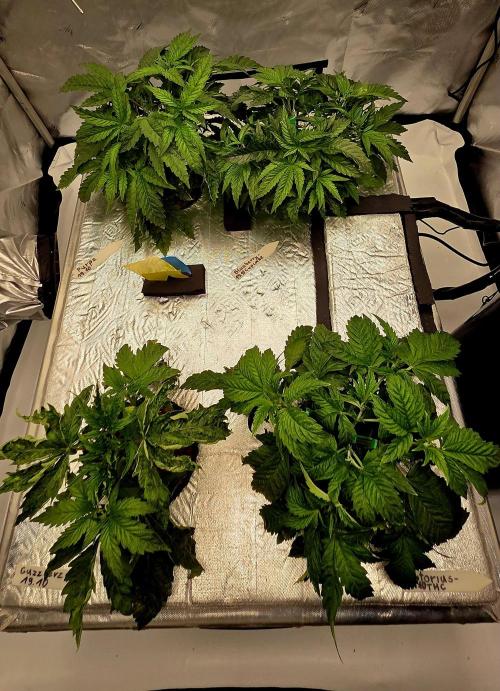 Humboldt DIY DWC. Week 4 - Top view :) 