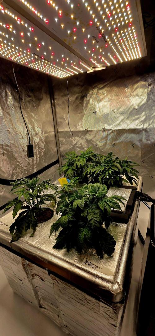 Humboldt DIY DWC. Week 4 - Think we back :D 