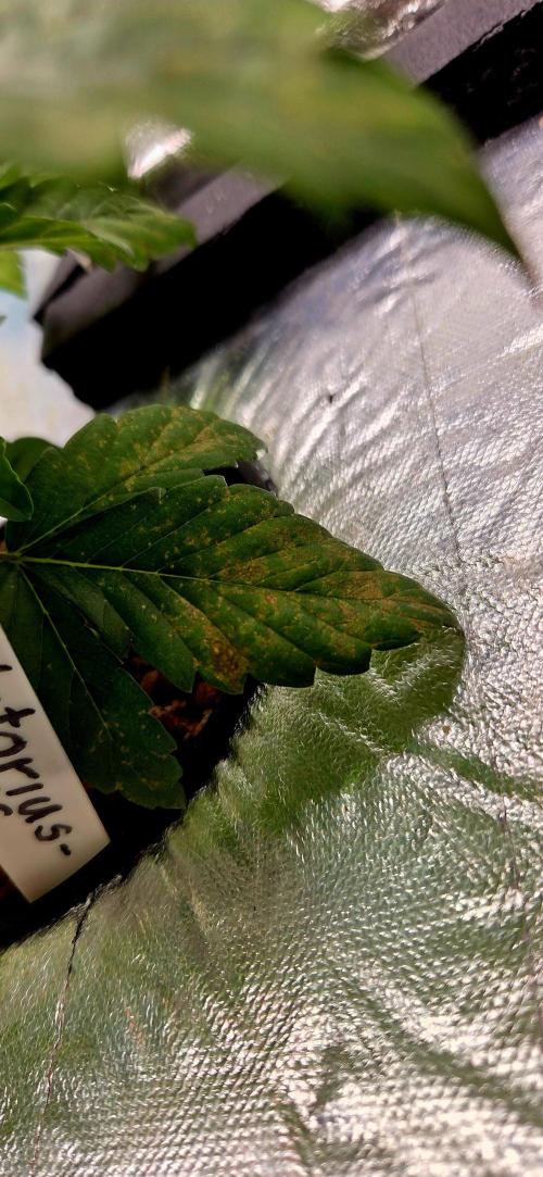 Humboldt DIY DWC. Week 4 - Vpd damage done :D 