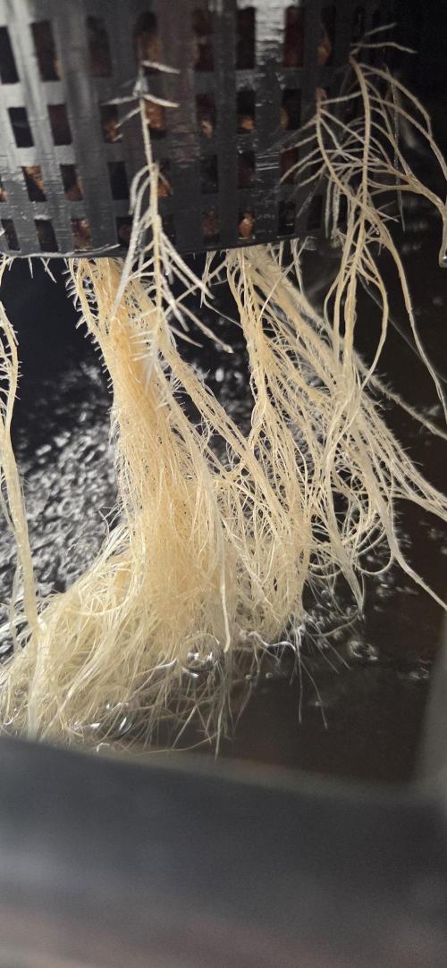Humboldt DIY DWC. Week 4 - Roots :)