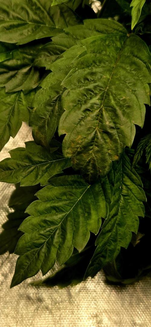 Humboldt DIY DWC. Week 4 - some more vpd damage