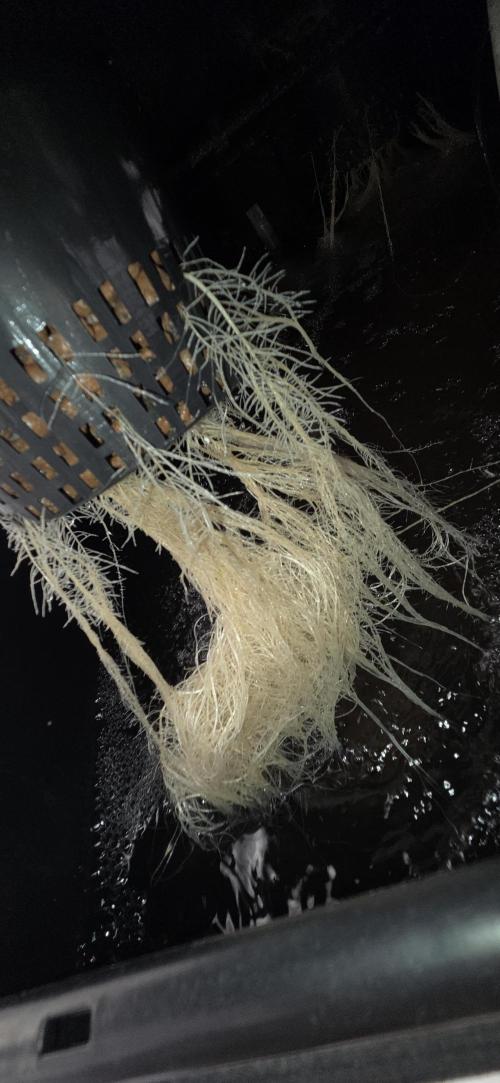 Humboldt DIY DWC. Week 4 - Roots =)